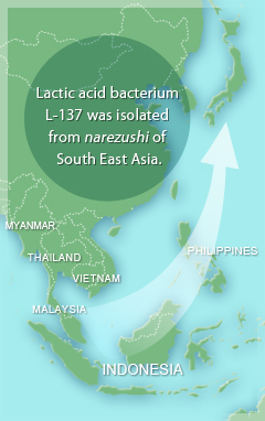 Lactic acid bacterium L-137 was isolated from narezushi of South East Asia.